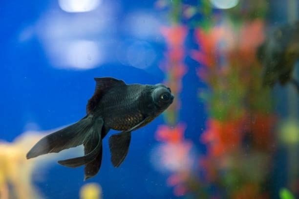 Goldfish Turning
