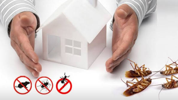 Common Pests